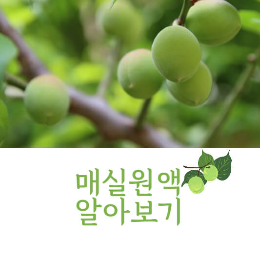 매실액기스