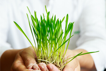 두 손에 들고 있는 새싹보리