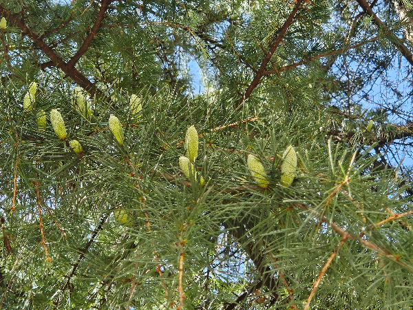개잎갈나무 수꽃 화분형