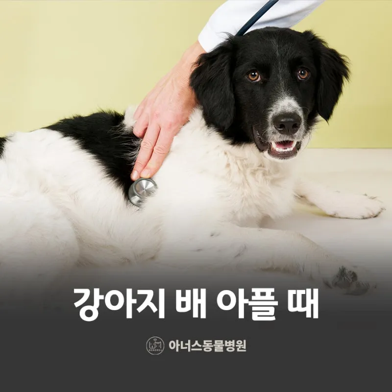 강아지 아플 때 증상 10가지 주의해야 할 건강 신호_7