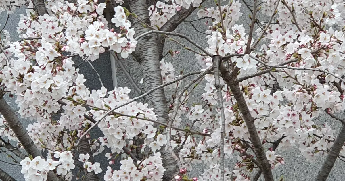 봄에 피는 흰색 꽃 벚꽃