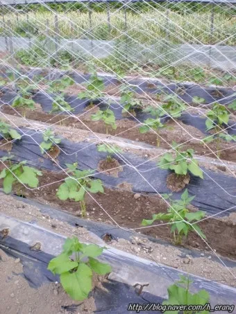 강낭콩 재배 파종 간격 잡초 억제 멀칭 요령_13