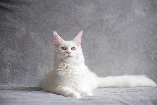 고양이 꼬리 언어&#44; 고양이 꼬리 감정 표현&#44; 고양이 꼬리 흔들기&#44; 고양이 꼬리 탁탁