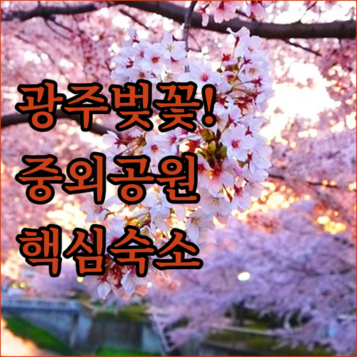 광주 중외공원 벚꽃 명당 출사 코스와..