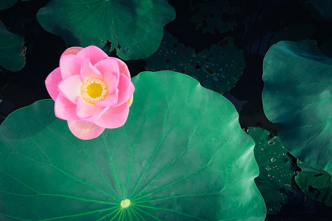 Blooming