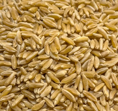 고대 곡물 3대장 차이점 비교 호라산밀 효능 및 부작용, 먹는법, 맛, 효소