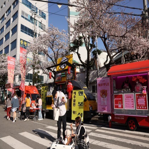 2024년 진해 군항제 및 벚꽃 개화시기