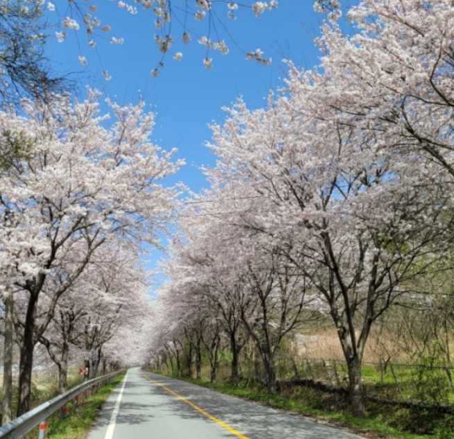 전남 벚꽃 명소