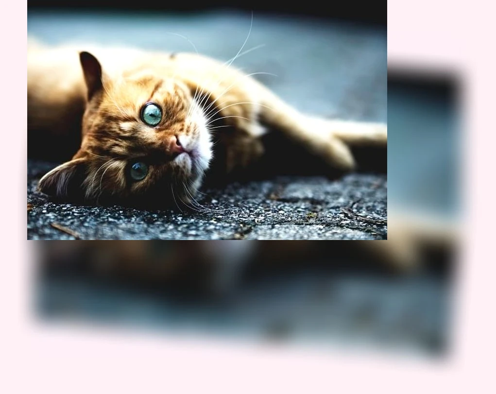 반려동물 단백질 섭취_3_subsection