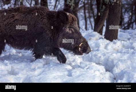 멧돼지 대처 요령