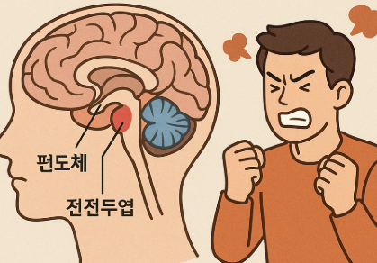 분노 조절과 편도체의 관계