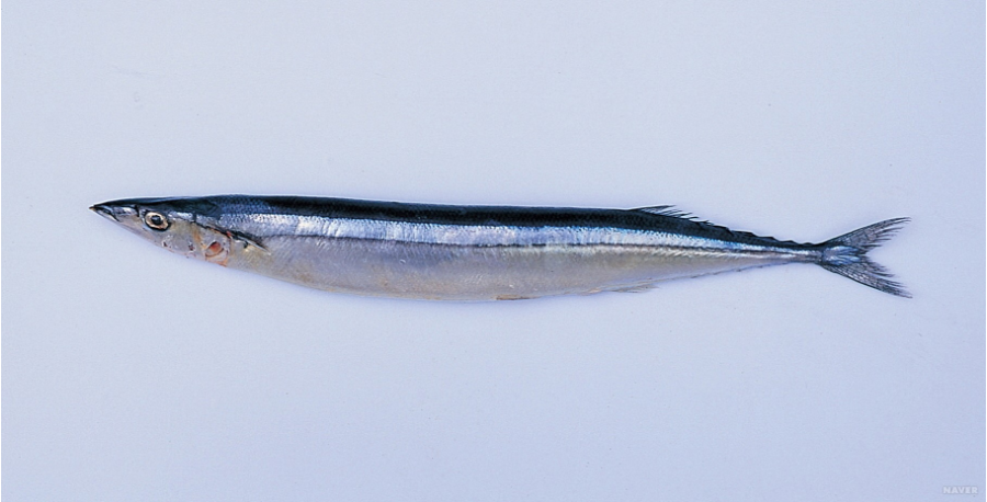 가을-제철-음식-꽁치