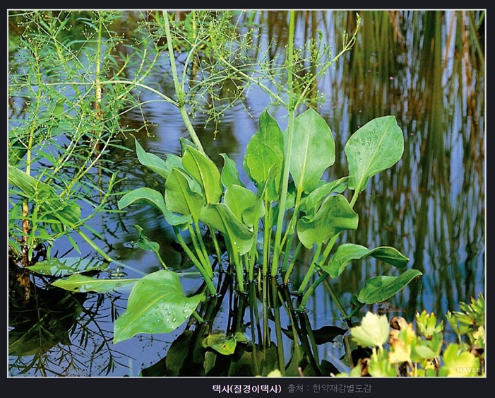 택사 효능과 부작용 총정리 ❘ 택사 복용법 & 하루 권장량 안내
