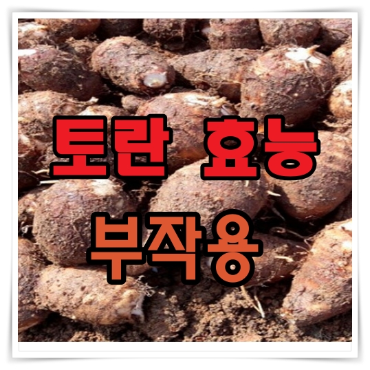 토란 효능 부작용