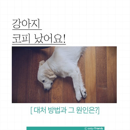 강아지-코피-썸네일