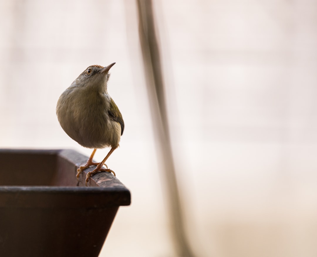 Visitor