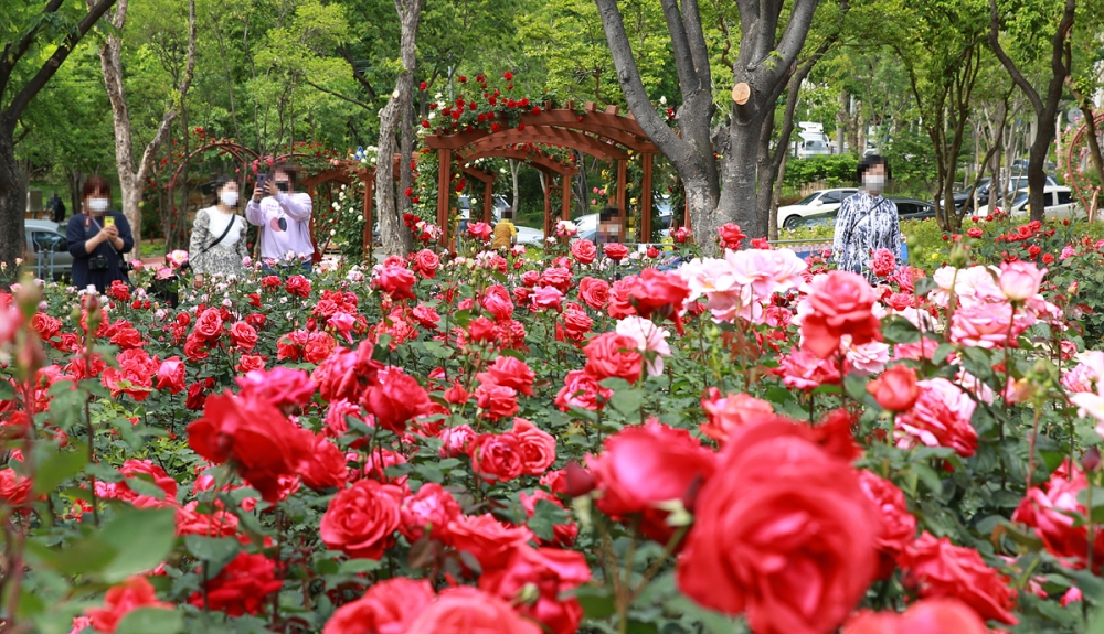 서구 그린웨이, 대구시