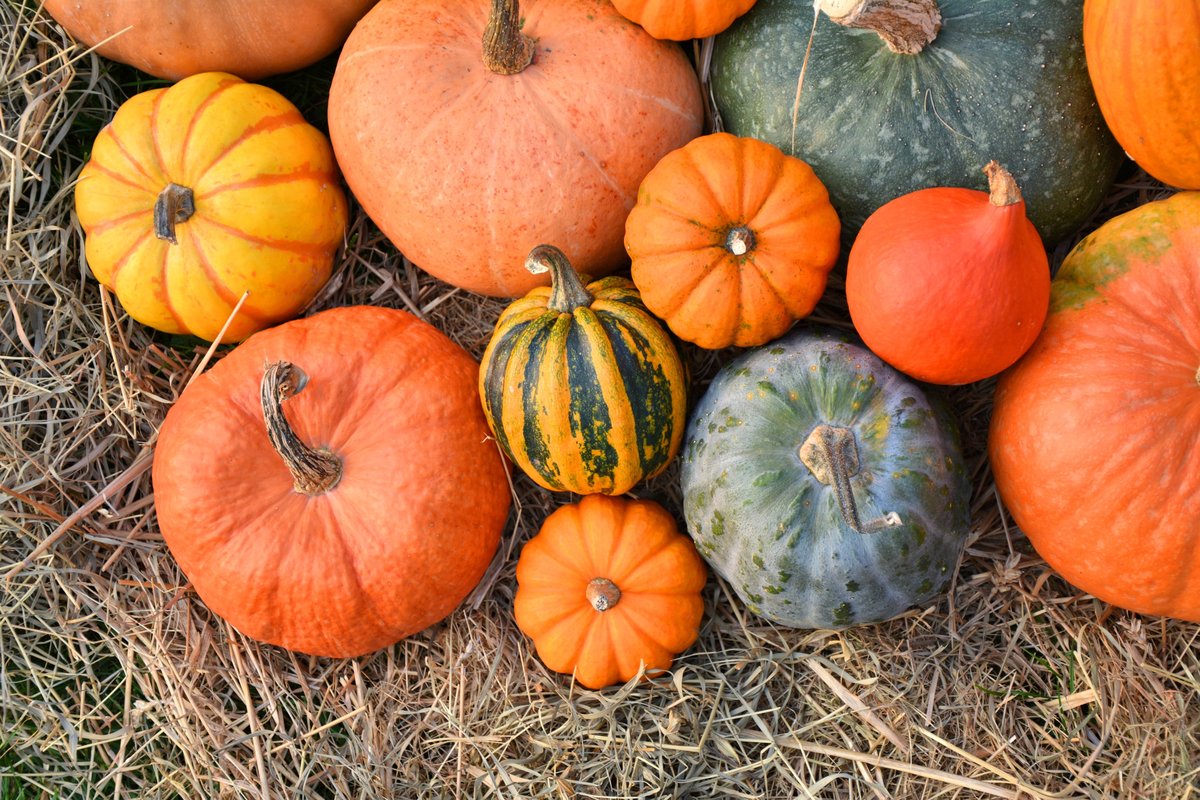 a variety of pumpkins