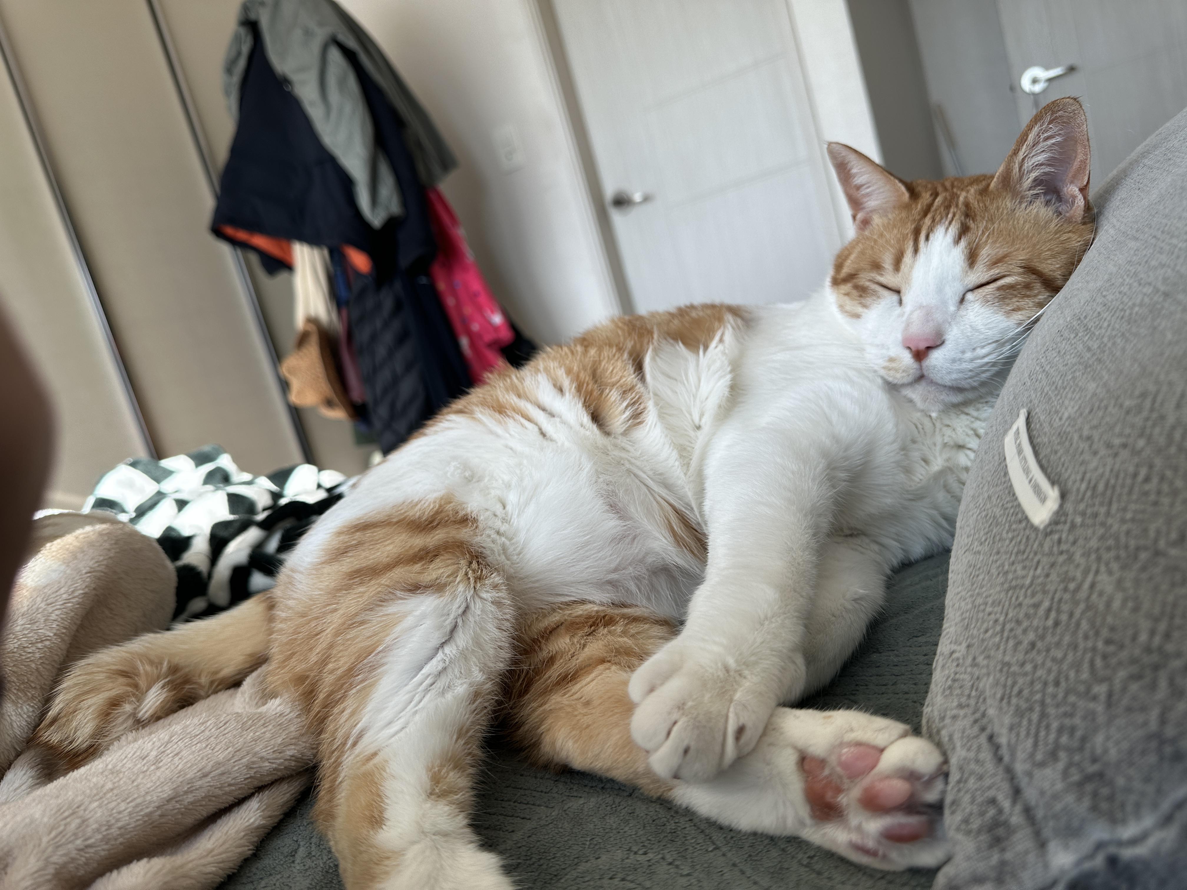 베개 베고 집사랑 마주 보고 자던 막둥이 눈뜨자마자 애교(feat.내 머리맡에 건이)