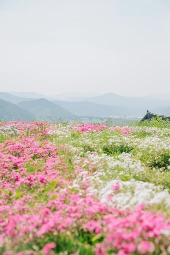 5월 가봐야할 전국 축제 10선 가족 연인 최고 명소_25