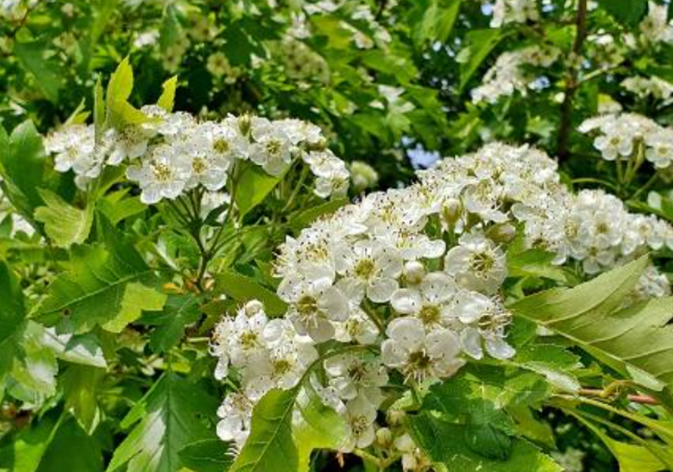 당진 삼선산수목원
