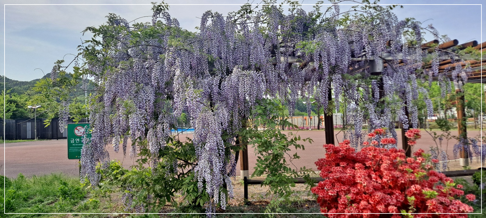 등나무꽃-영산홍