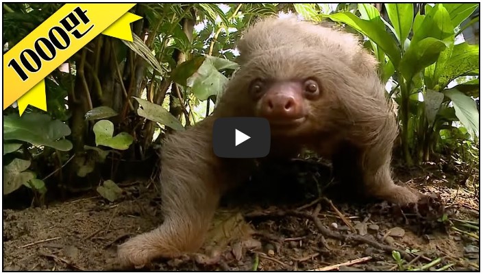 다큐멘터리 유튜버 순위 TOP 8 8