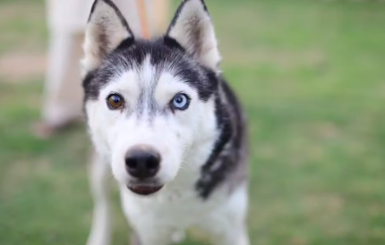시베리안 허스키의 오드아이