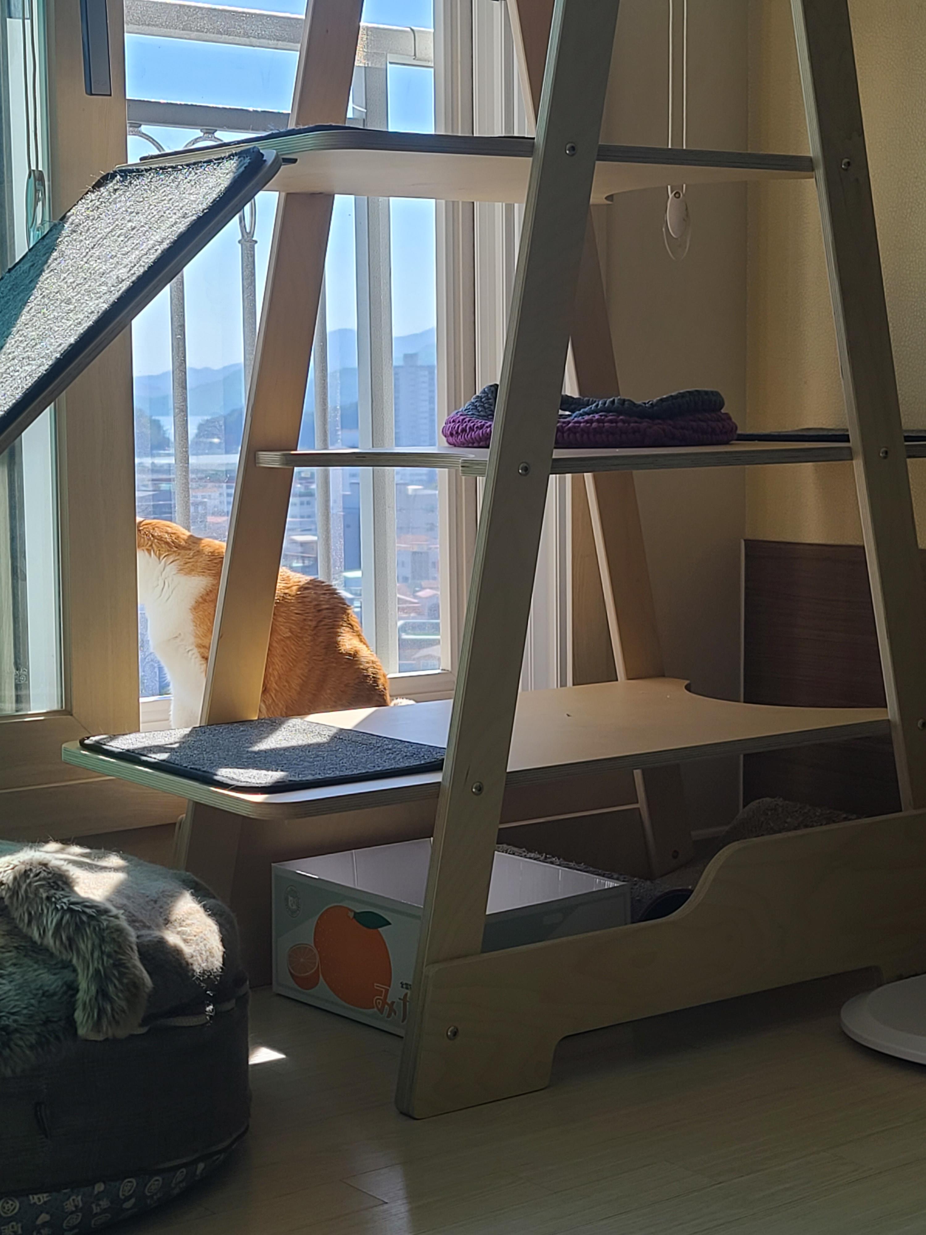 햇살이 쨍한날 아침 고양이들 (feat. 안전방충망)