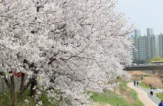 인천 벚꽃