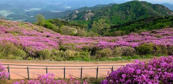 합천 황매산 철쭉 능선 사진
