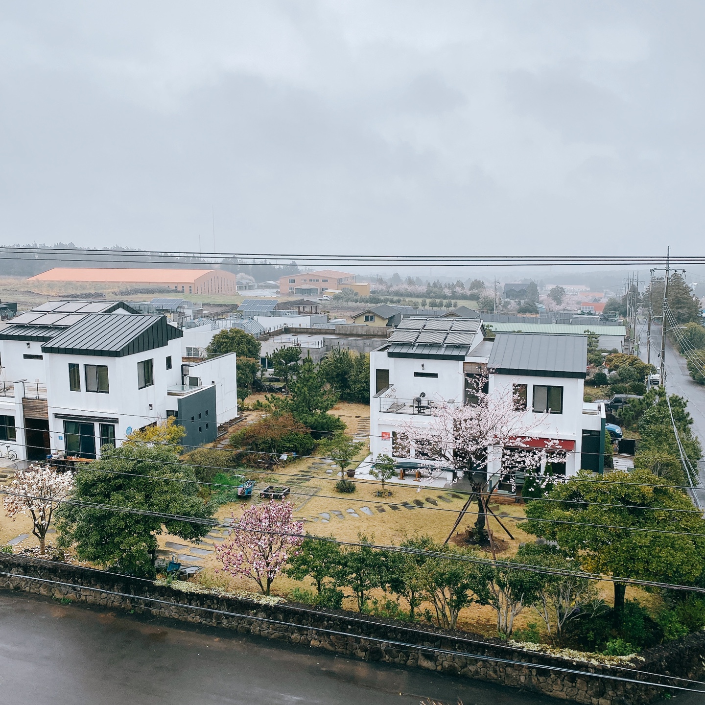 제주 신비마을 도깨비도로 벚꽃명소 레크레 카페