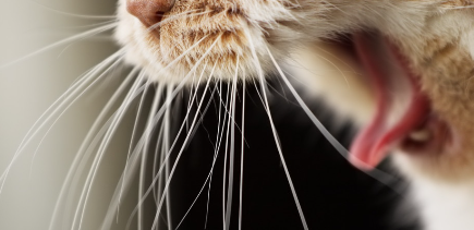 고양이가 입 호흡