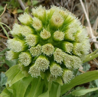 머위 효능과 부작용 고르는법 먹는법 칼로리