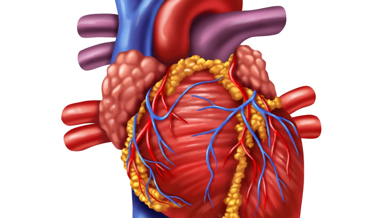 심장 건강을 위한 모든 것: 효능 좋은 음식, 운동, 영양제, 습관