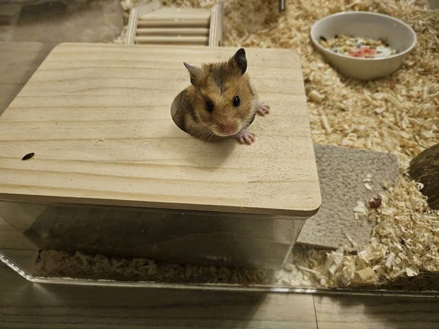 내가 키우는 골든햄스터 이름 부르면 반응