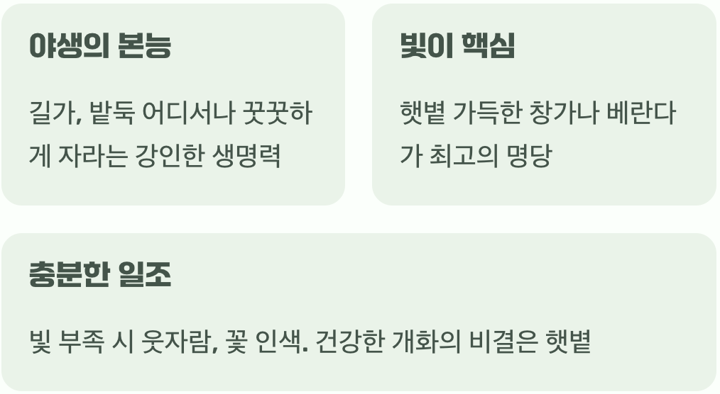 햇볕을 사랑하는 야생의 아이