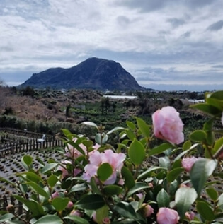 렛츠런파크 서울 벚꽃 페스티벌 '벚꽃야경'