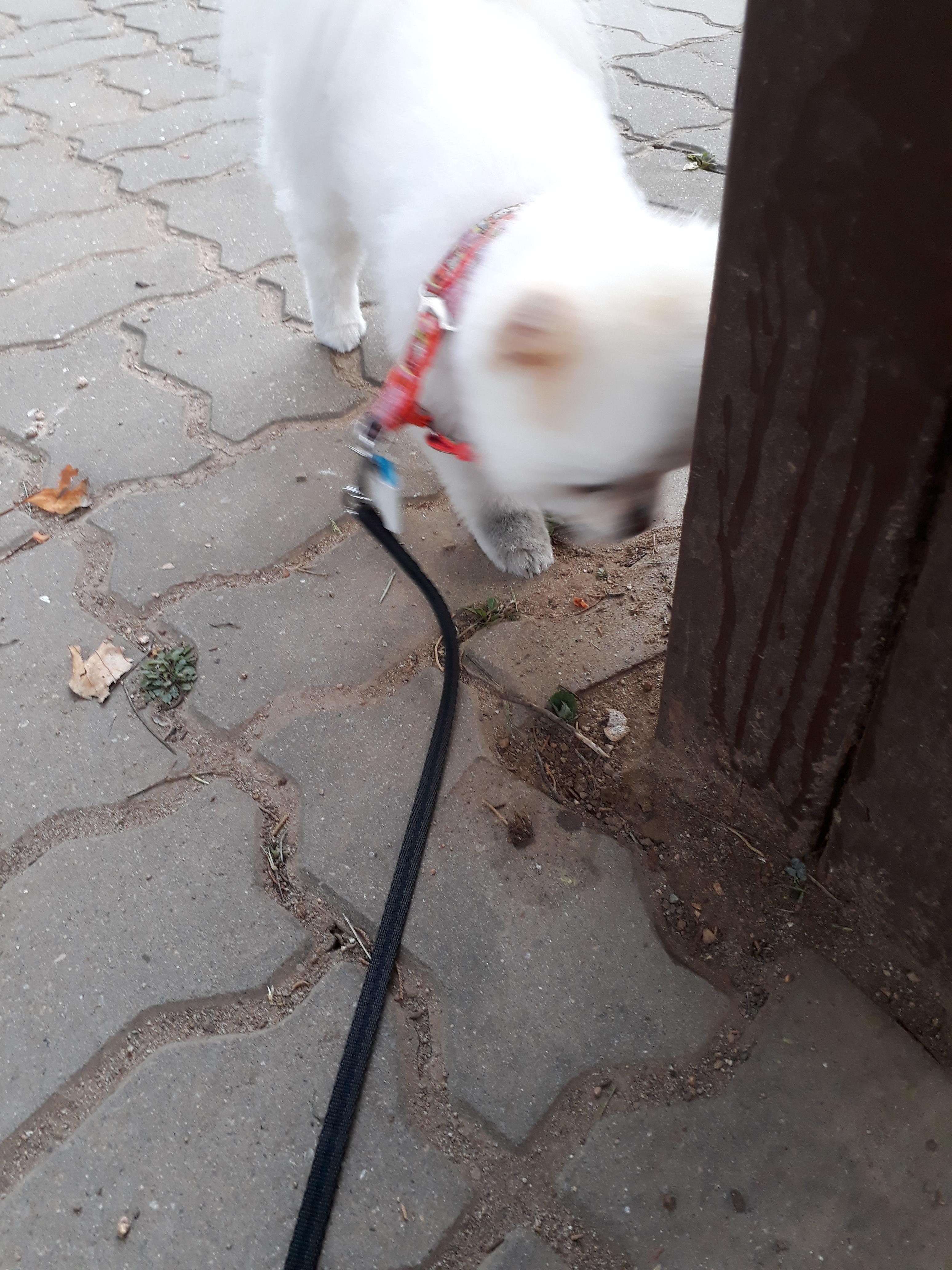 강아지 훈련 시키는 방법 : 사회성 훈련방법&amp;#44; 간식