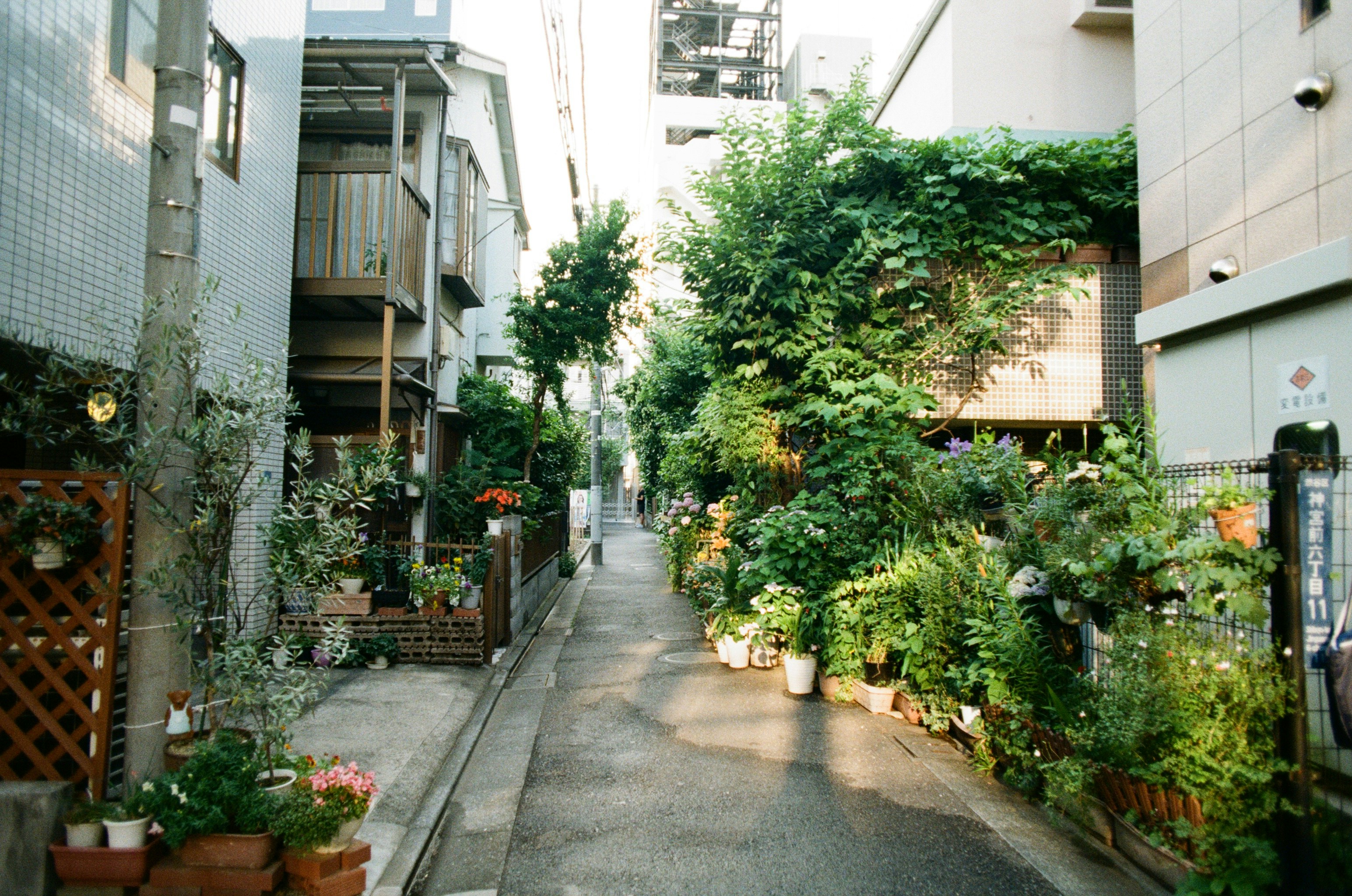 햇살이 비치는 골목길의 따뜻한 장면 관련 사진