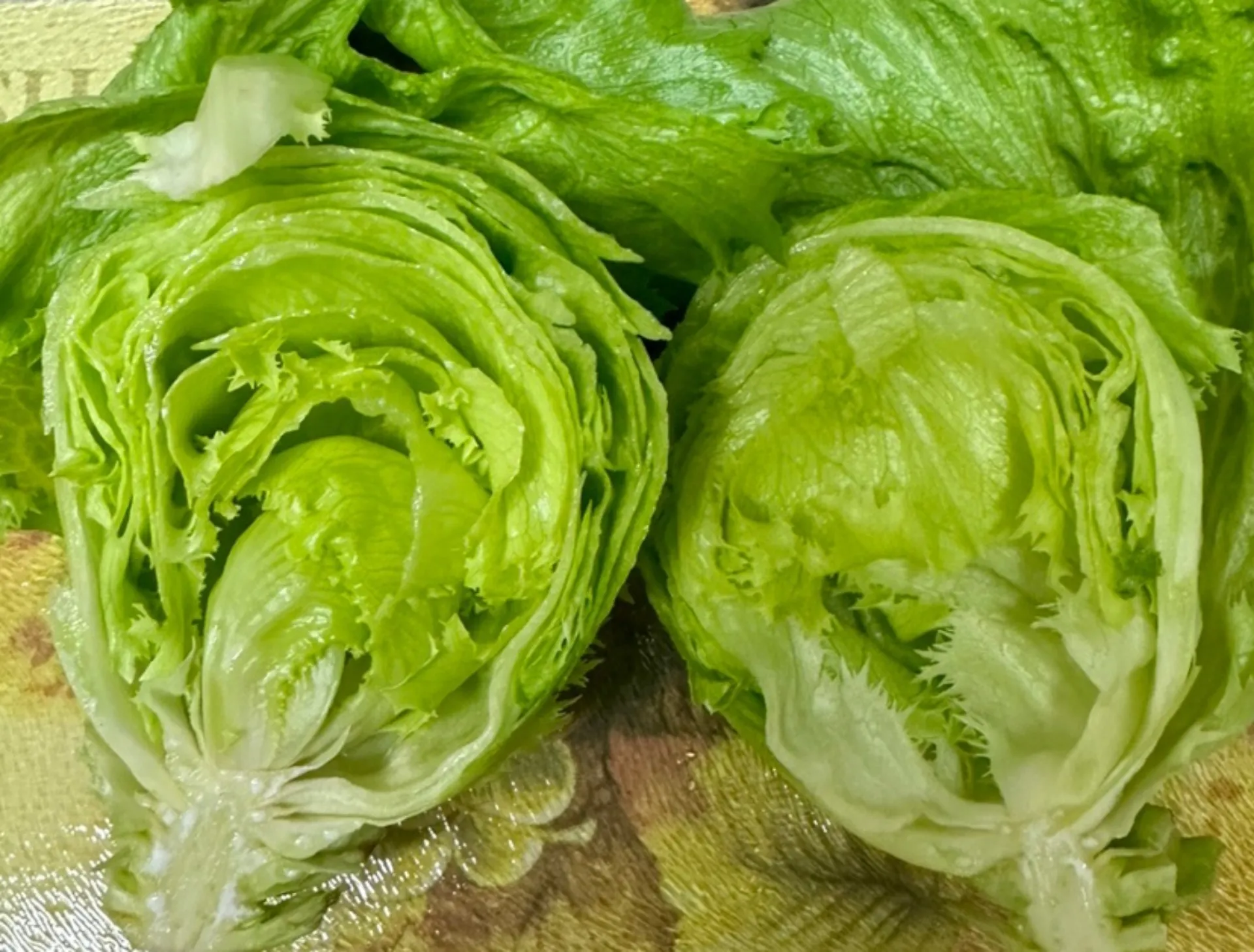 양상추 재배 결구 키우기 파종 시기 물주기 요령_3