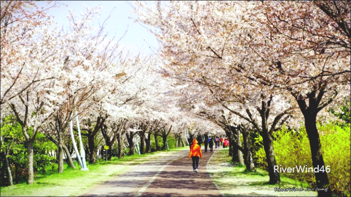 구포뚝 벚꽃길