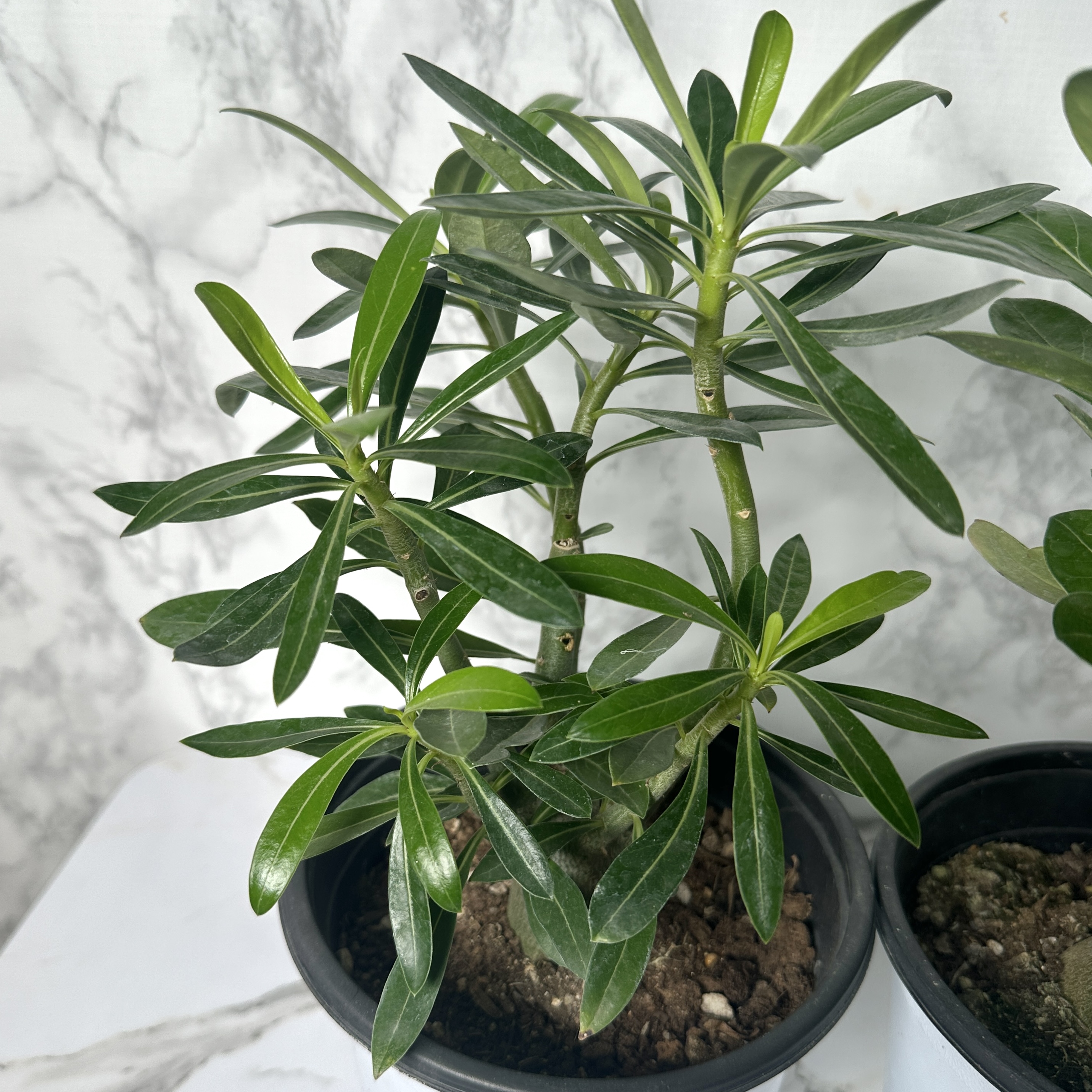 사막의장미 석화 키우기&amp;#44; 물주기&amp;#44; 인테리어식물