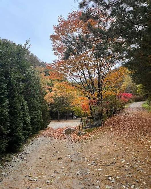 횡성자연휴양림