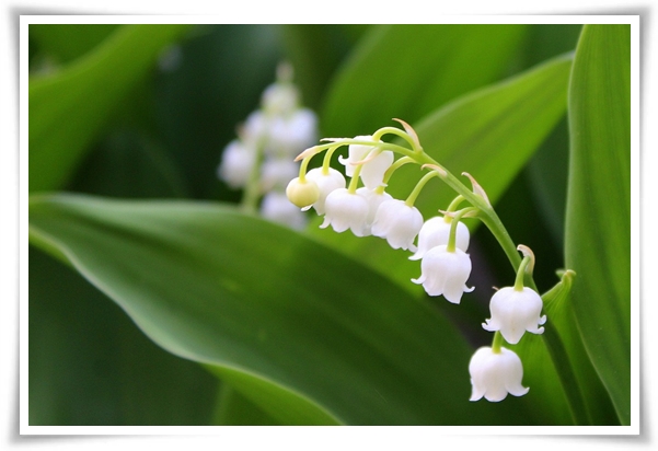 "은방울 꽃" 자연의 아름다움과 신비를 담은 작은 보석!