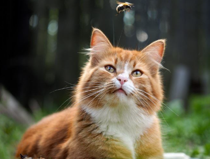 벌 코스프레를 하고 있는 고양이.