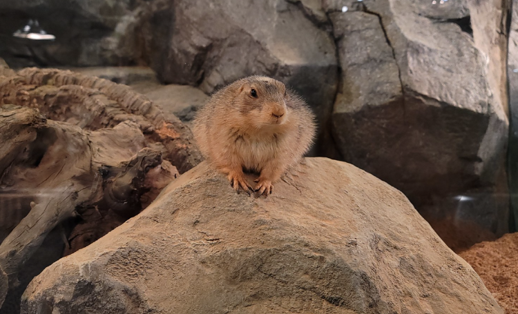 가평 신비동물원