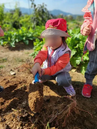 고구마캐는시기 딱 3가지 신호만 보세요 보관법까지 총정리로_24