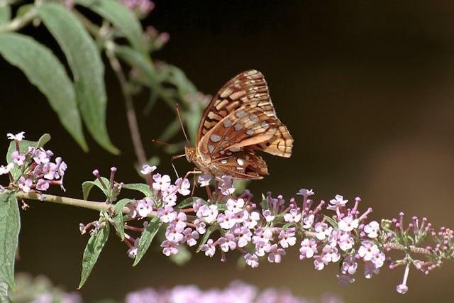 러브버그 퇴치 완벽 가이드