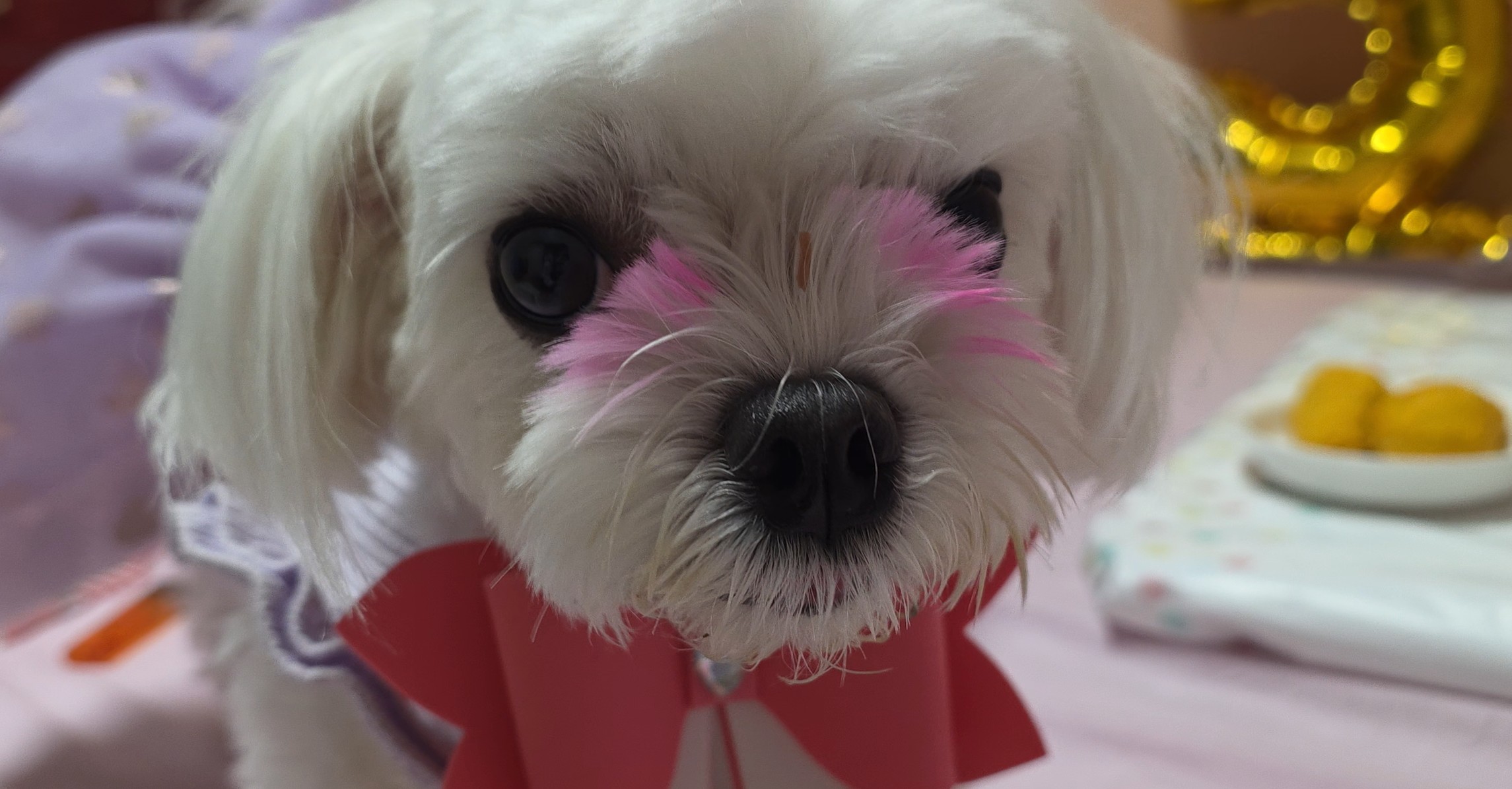 간식 먹방 후 꼬질이 라떼